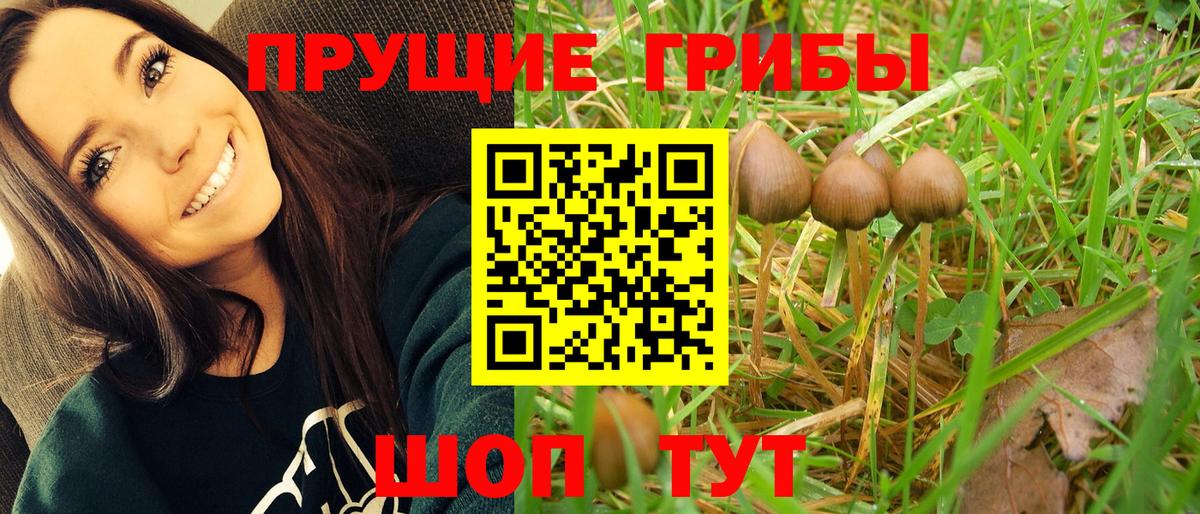 Тимашёвск  Псилоцибиновые грибы прущие грибы  Вход с VPN  сколько стоит  Галлюциногенные грибы мицелий 